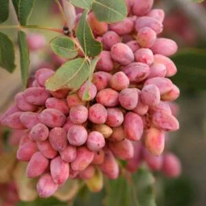 رتبه سوم در تولید پسته